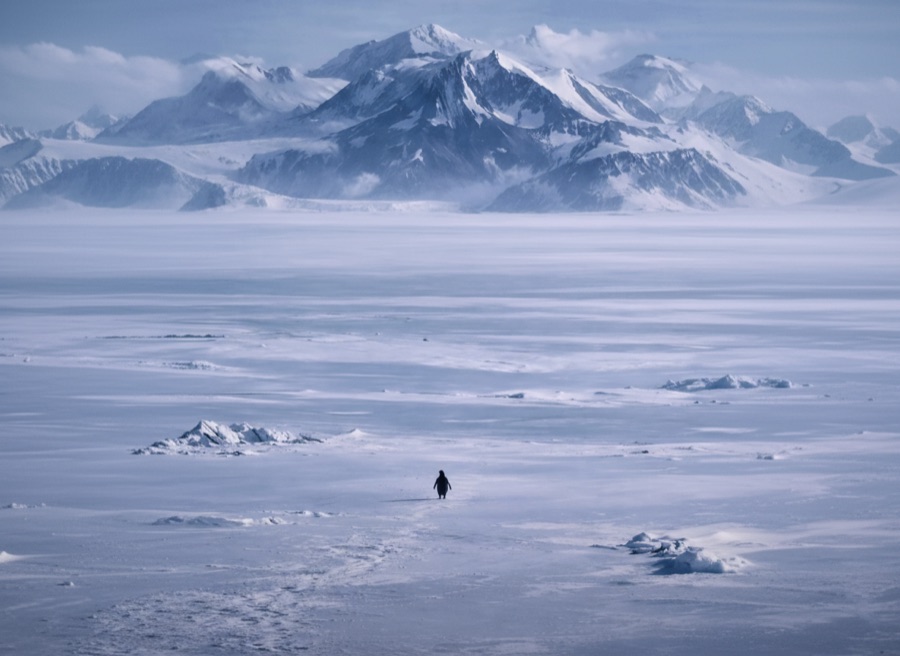 The Nihilist Penguin: How One Bird Became Gen Z's Spiritual Icon
